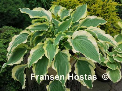 Hosta 